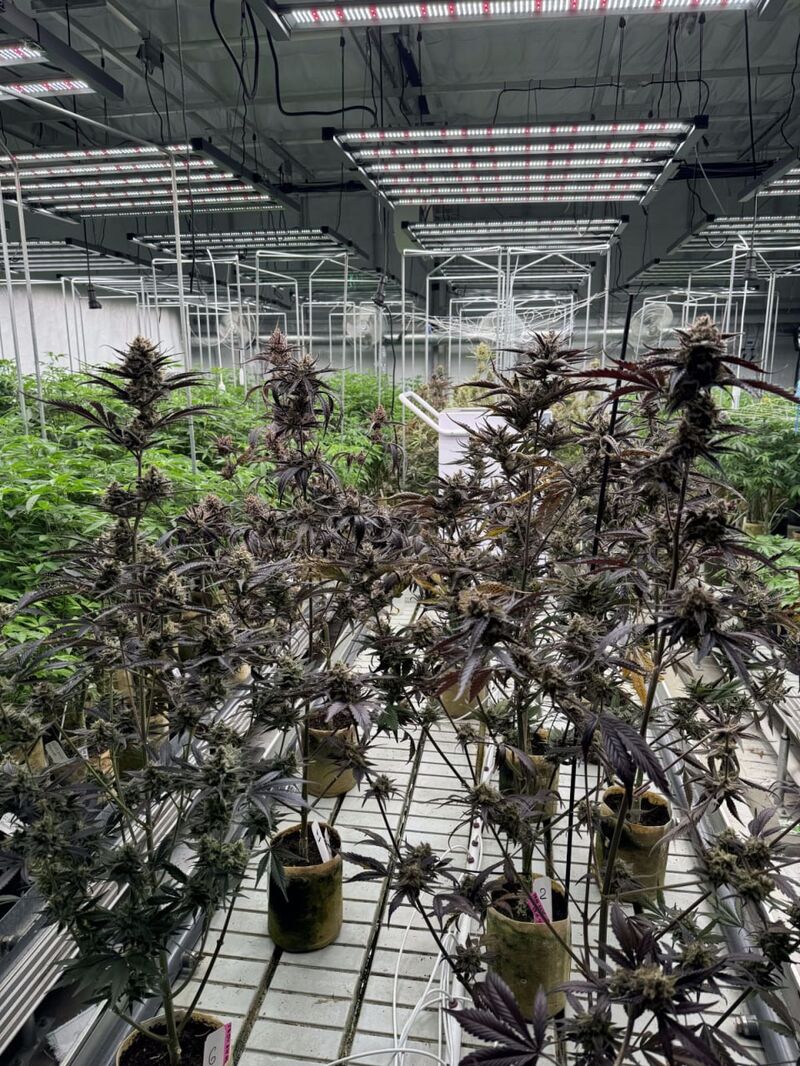 Guava Auto RF3, Фасовка: 1, изображение 2